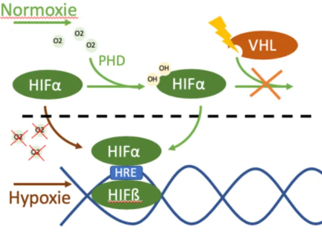 Figure 6 : Conséquences de l’inactivation de VHL sur la réponse à l’hypoxie. HIF-α n’est plus  hydroxylé, et agit comme facteur de transcription sur ses cibles indépendamment du niveau 