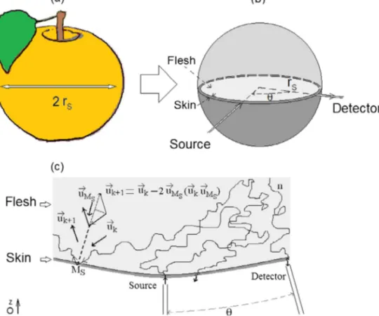 Fig. 1. (a) Apple assimilated to a sphere of radius r S . (b) Source–detector arrangement used to compute light propagation inside an apple assimilated to a two-layer spherical model (ﬂesh and skin)