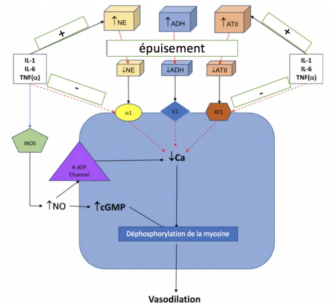 Figure 1. Physiopathologie de l’état de choc vasoplégique. 