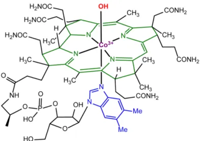 Figure 2 : structure moléculaire de l’hydroxocobalamine  L’HCB intervient sur la voie du NO par plusieurs mécanismes :  