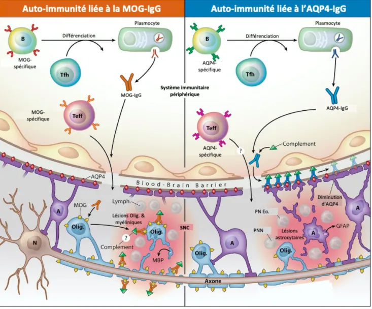 Figure 4 Les MOG-IgG et les AQP4-IgG ciblent 2 populations cellulaires gliales différentes, respectivement les  oligodendrocytes  (Olig.)  et  les  astrocytes  (A)
