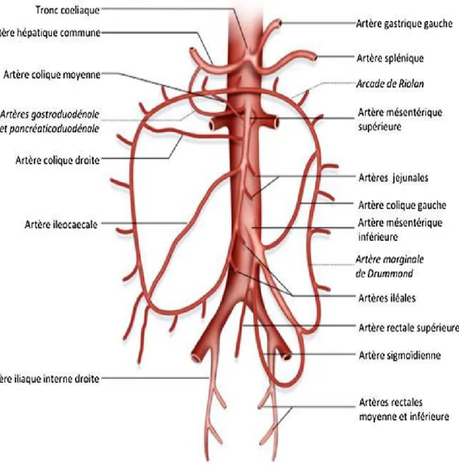 Figure 1. Anatomie vasculaire mésentérique (3). Copin P, Zins M, Pommier R,  Roche V, Purcell Y, Raynaud L, et al