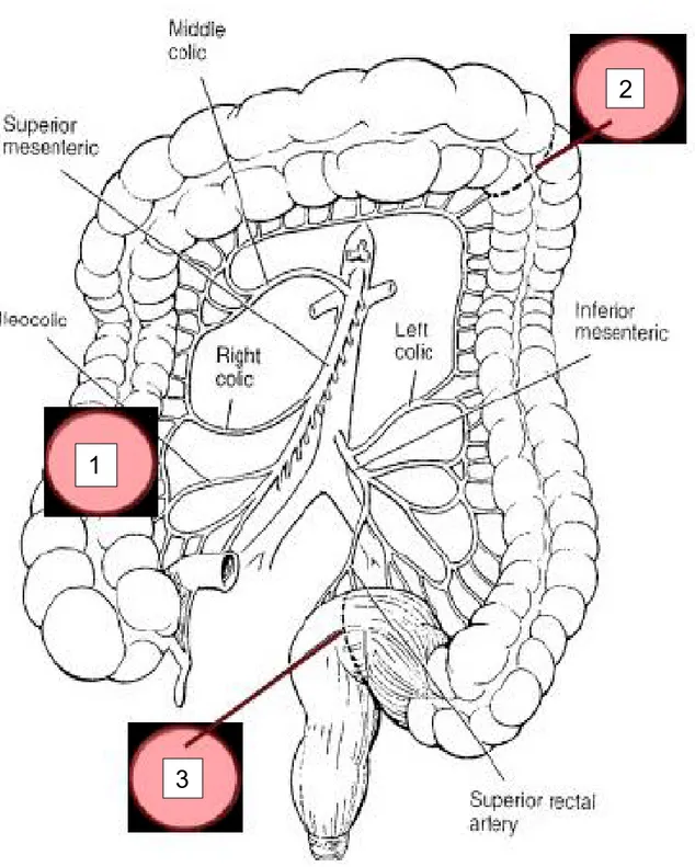 Figure 3 : Zones de faiblesses de la circulation mésentérique Sakorafas et al. Applied  vascular anatomy of the colon and rectum 