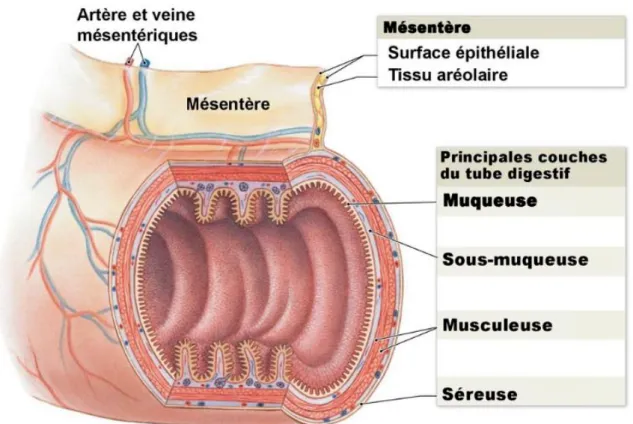 Figure 4. Anatomie de la paroi intestinale 