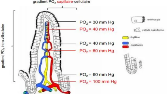 Figure  5.  Gradients  en  oxygène  entre le  capillaire  villositaire  et  les  entérocytes  en  fonction du gradient en oxygène intra villositaire 