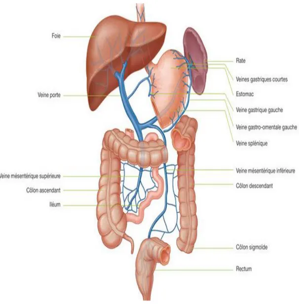 Figure 6 : Drainage veineux du tractus gastro-intestinal abdominal. Gray’s Anatomie  pour les étudiants, Richard L