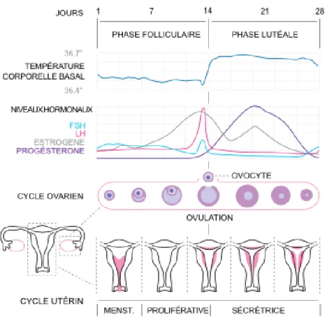Figure 2 : Schéma des variations au cours du cycle menstruel 