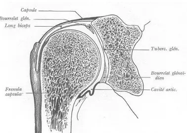 Figure 1: Articulation gléno-humérale, coupe de profil  [2] . 