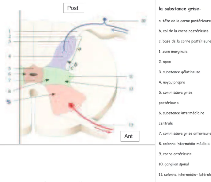 Fig 2: Morphologie de  la substance grise: