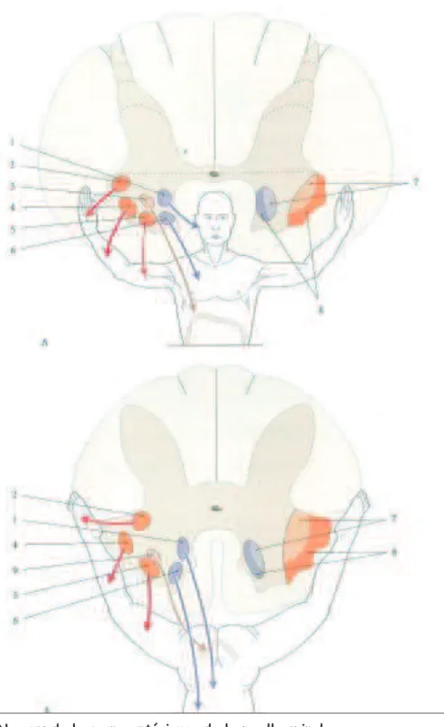Fig 3 : Noyaux de la corne antérieure de la moelle spinale 