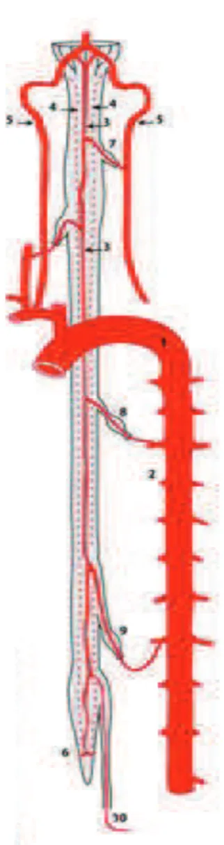 Fig 5 : Vascularisation de la moelle  spinale.  
