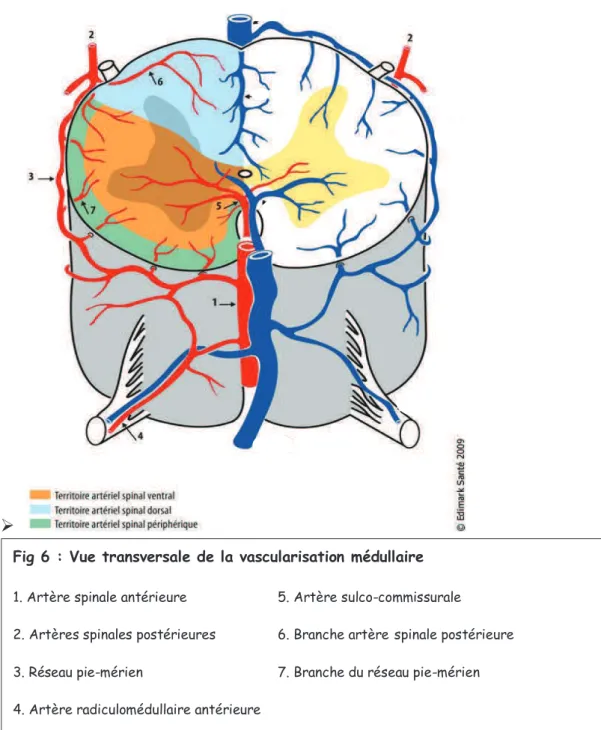 Fig 6 : Vue transversale de la vascularisation médullaire 1. Artère spinale antérieure  5
