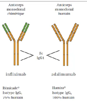 Fig  2 :  Structure  moléculaire  des deux anti TNF alpha ayant  l’AMM dans la RCH. 