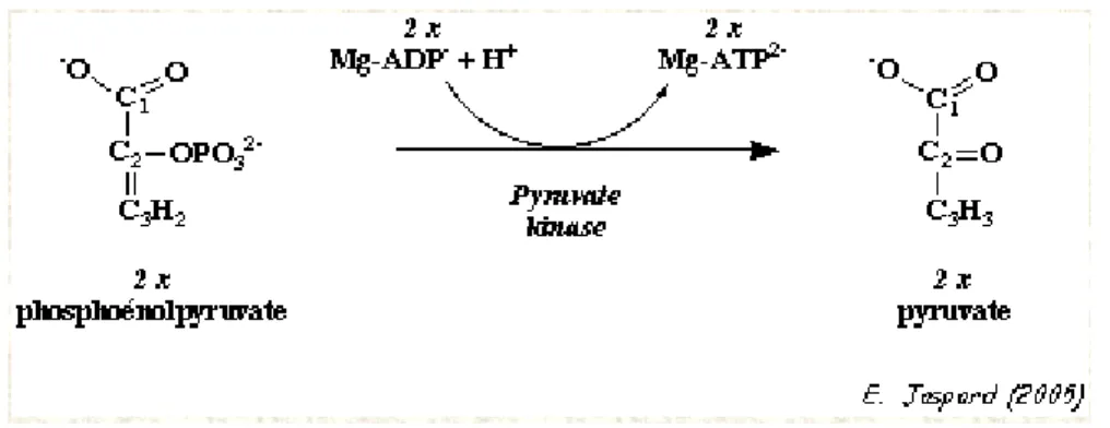 Figure 3 : Fonction de la pyruvate kinase dans la glycolyse