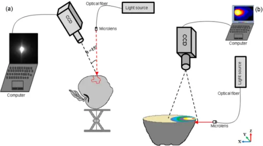 Figure 1. Experimental setup used for recording diffuse reflectance images from (a) a whole apple  sample; and (b) a half-cut apple sample
