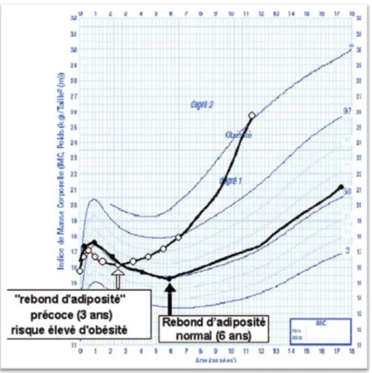 Figure  3 :  Le  rebond  d’adiposité  (Thibault,  H.  and  M.F.  Rolland-Cachera,  Stratégies  de  prévention de l’obésité chez l’enfant