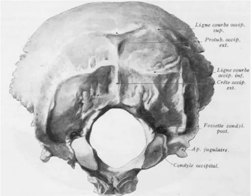 Figure 1  Face exocranienne de l'écaille occipitale. Vue postéro-inférieure [44].