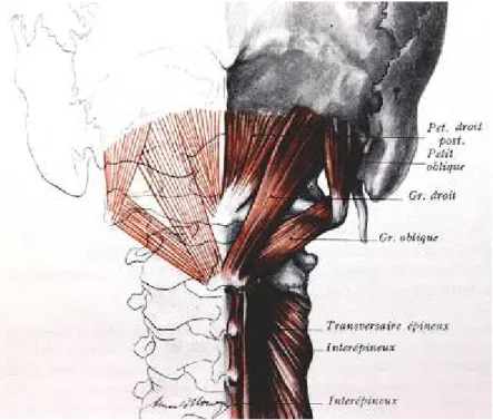 Figure 2  Charnière cervico-occipitale externe et triangle de Tillaux. Vue postérieure [44].