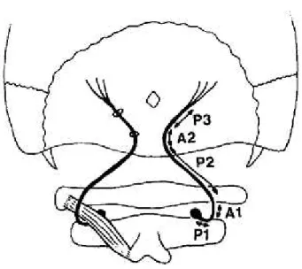 Figure 4  Les différentes portions du nerf grand occipital [16].