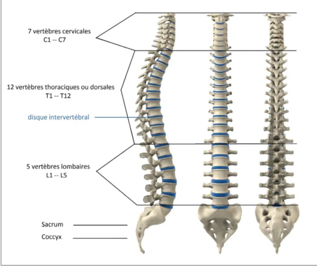 Figure 0.1 Anatomie de la colonne vertébrale, adaptée de (Themis Medica, 2019).