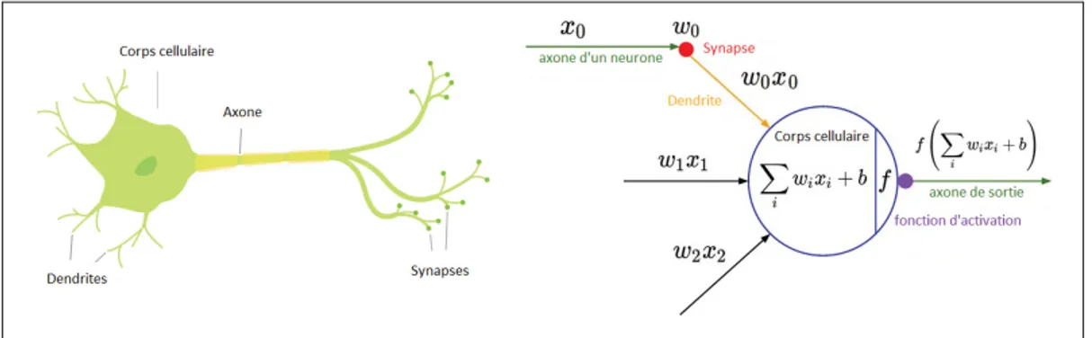 Figure 2.1 Le neurone biologique et son modèle mathématique, adaptée de (Andrej Karpathy, 2018).