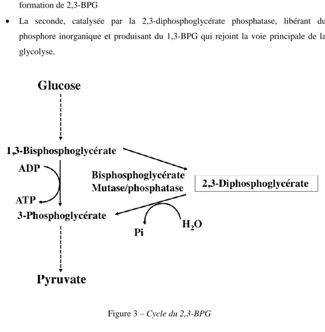 Figure 3 – Cycle du 2,3-BPG 