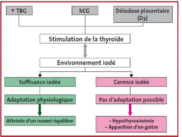 Figure 5 : Particularités de la grossesse et rôle de l'environnement iodé (D'après Glinoer D