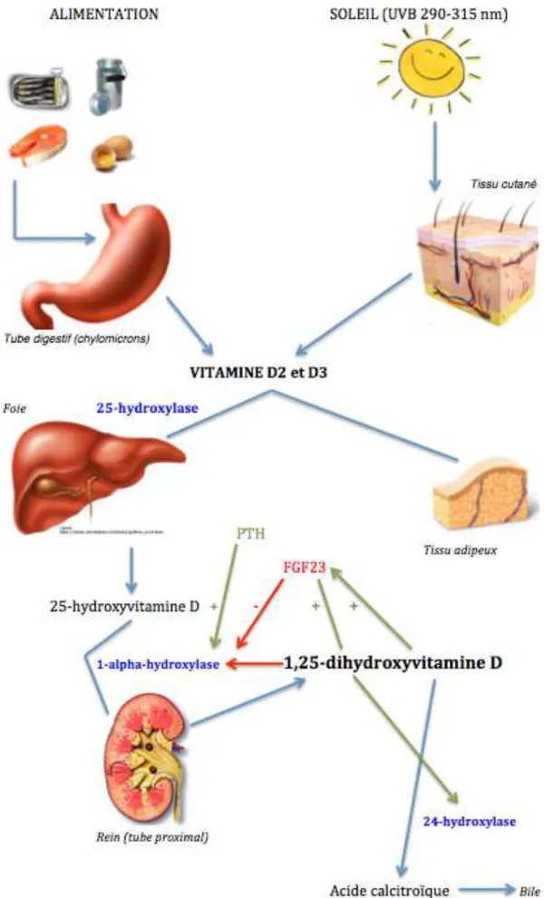 Figure 4 : Métabolisme de la vitamine D et rétrocontrôles