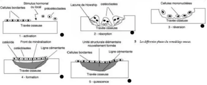 Figure 5 : Cycle du remodelage osseux 