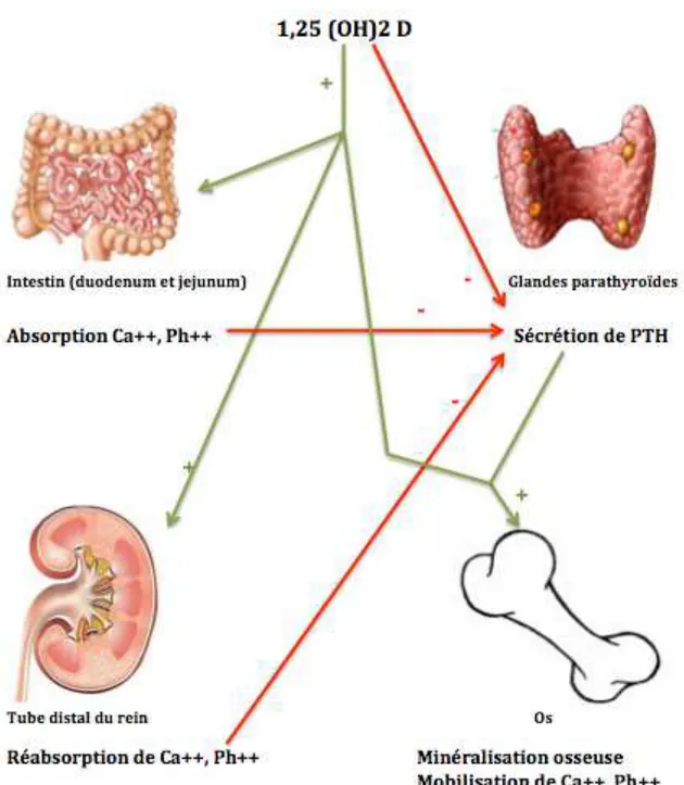 Figure 6 : Sites et Actions de la vitamine D 