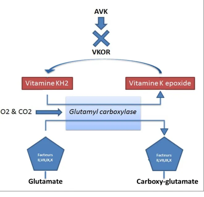 Illustration 1: Mécanisme d'action des AVK 