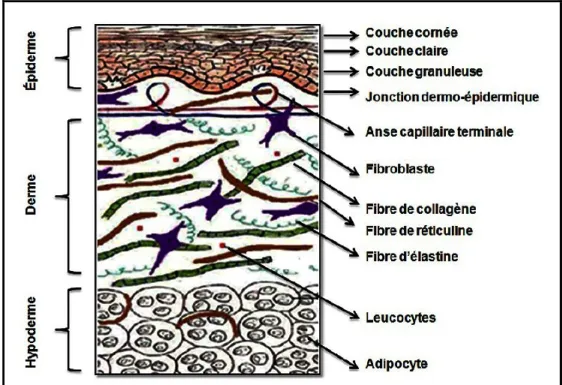 Figure 1: Représentation schématique des différentes couches et cellules de la peau. 