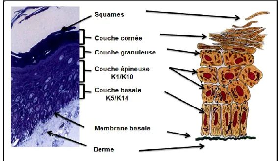 Figure 2 : Représentation schématique des différentes couches de l’épiderme  L’épiderme  constitue  la  couche  superficielle  de  la  peau