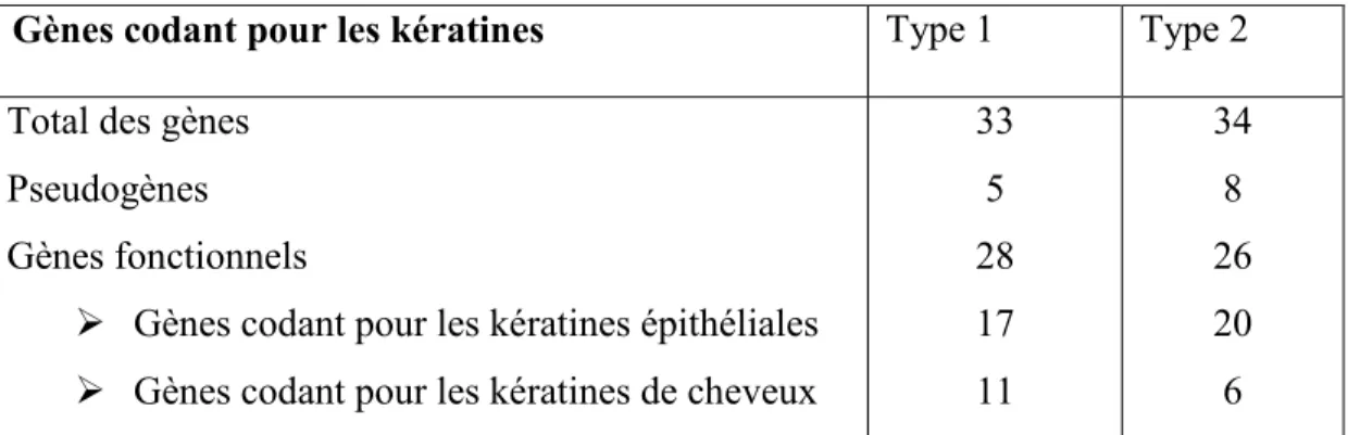 Tableau 2 : Les kératines de type 1et de type 2 Kératines de type 1 