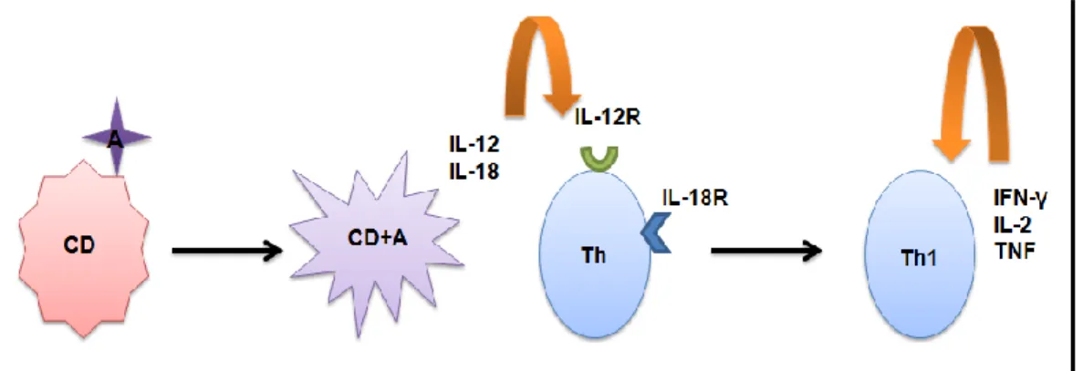 Figure 8 : Représentation schématique de la communication entre les cellules  dendritiques et les lymphocytes T pour la synthèse de l’IFN-γ 