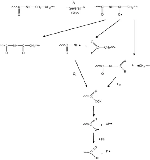 Fig. 5. Possible oxidation pathways for the polyamidoamine segments (PH: substrate; P • : alkyl radical).