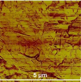 Fig. 2 AFM image of treated SWNTs protruding from a photo- photo-cured acrylic surface (image area corresponds to a 5-μm-side square)