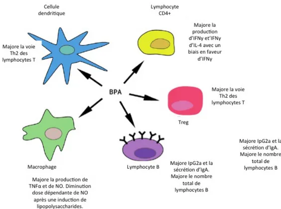 Figure 4. Le bisphénol A altère le phénotype de nombreuses cellules immunitaires.