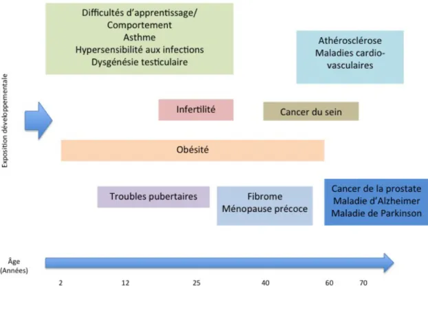 Figure 6. Exemples de maladies et de dysfonctions potentielles résultant d'une exposition précoce aux perturbateurs endocri- endocri-niens.