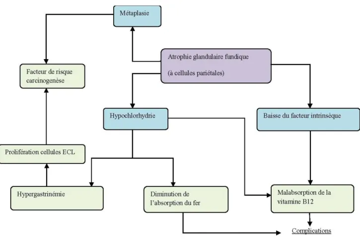Figure III: Répercussions de l'atrophie glandulaire (ECL pour cellules entérochromaffines)   