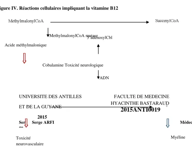 Figure IV. Réactions cellulaires impliquant la vitamine B12 