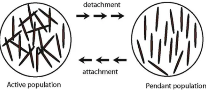 Fig. 6. Flow induced aggregation/disaggregation mechanisms.
