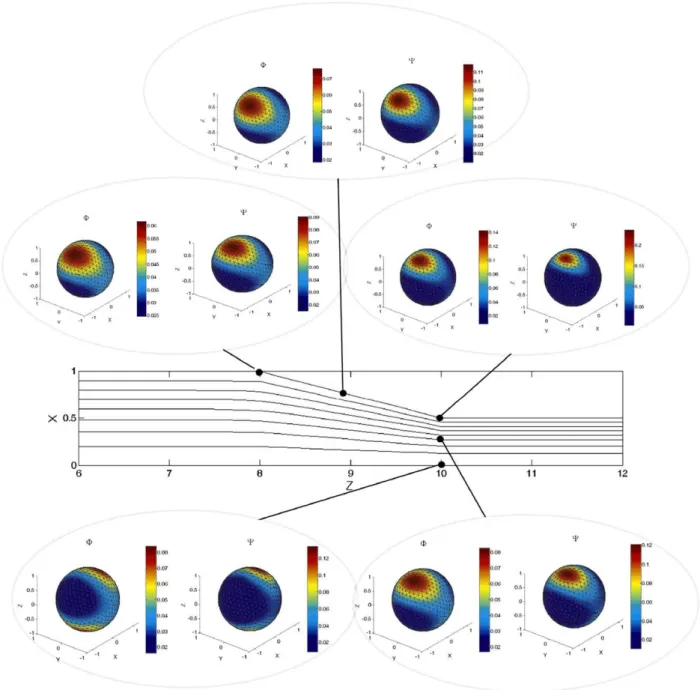 Fig. 7. Orientation distribution of active and pendant populations in a contraction flow