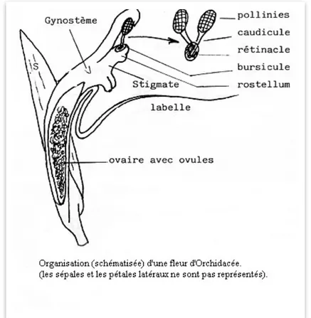 Figure 4.  Organisation schématisée d'une fleur d'Orchidaceae [2]