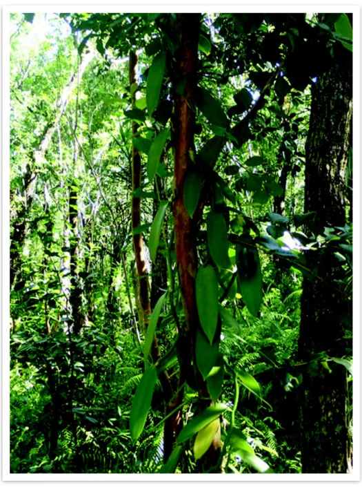 Figure 6. Vanilla planifolia cultivée au sein de la coopérative de Bras-Panon sur l'île de La  Réunion (Brasseur, 2014)