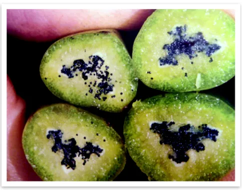 Figure 11. Section de capsules vertes (Aimar et Meze, 2010)