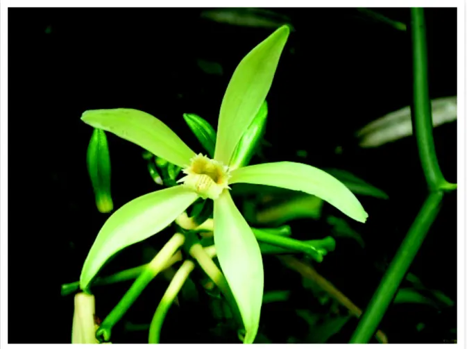 Figure 16. Vanilla tahitensis [8]