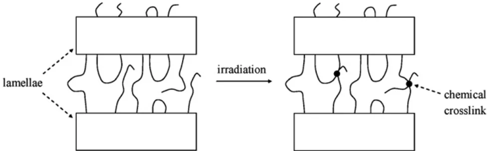 Fig. 6. Schematization of the formation of new tie macromolecules by radiation crosslinking of the amorphous phase.