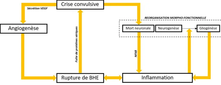 Figure 3 : Mécanismes impliqués dans l’épileptogénèse  