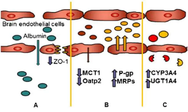 Figure 6 (34) Les différents mécanismes de pharmacorésistance : A) Fuite de protéine sérique se  liant à la fraction libre d’antiépileptique ayant traversé la BHE